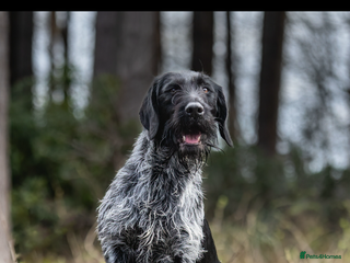 German Wirehaired Pointer dogs GERMAN IMPORT, FANTASTIC LINES, PROVEN STUD - Advert 15