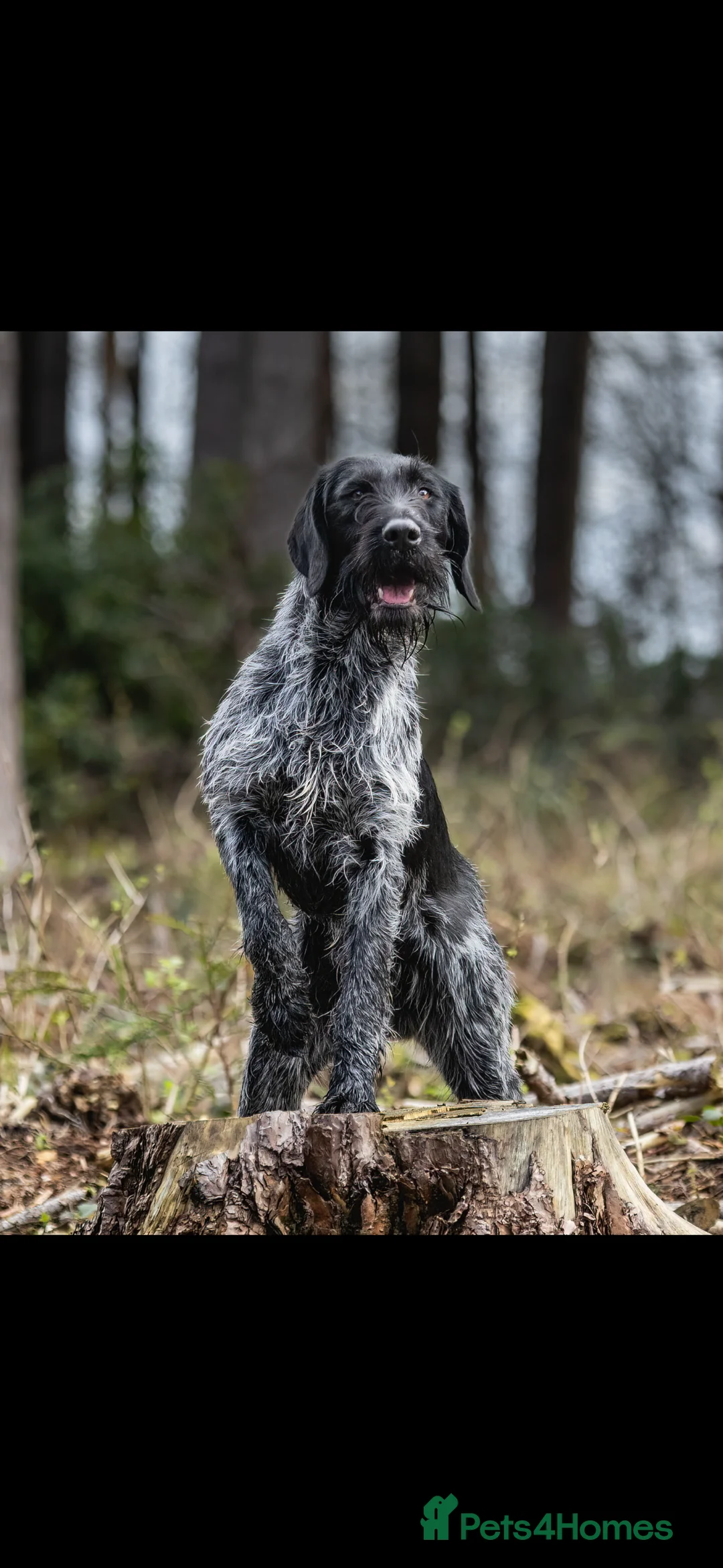 German Wirehaired Pointer dogs for stud: GERMAN IMPORT, FANTASTIC LINES, PROVEN STUD  - Advert 1