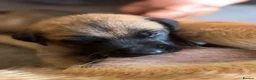 Belgian Shepherd Dog dogs for sale: Belgian Malinois Puppies  - Advert 17