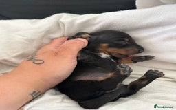 Dachshund dogs for sale: Litter of standard Dachshund  - Image 28