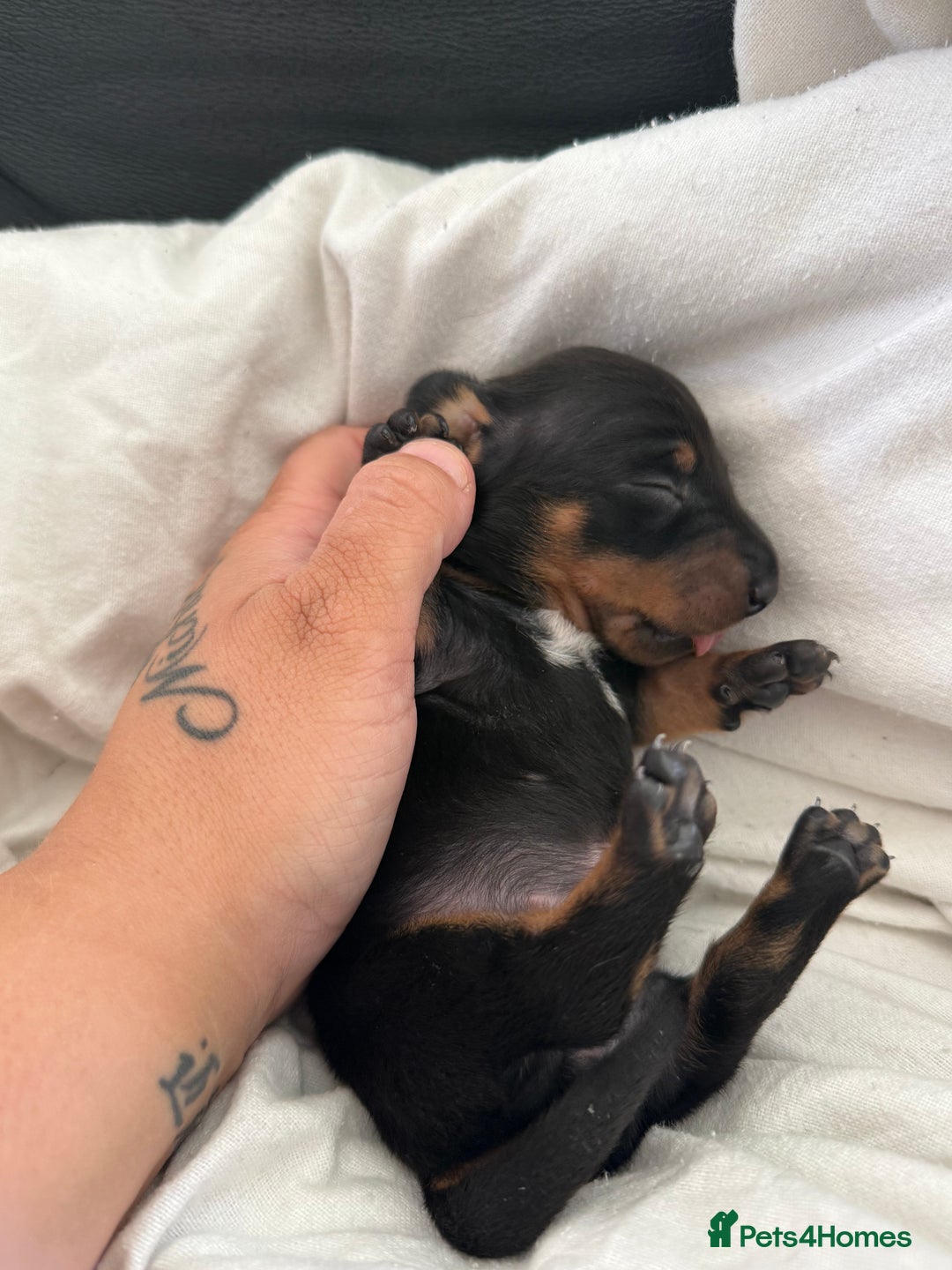Dachshund dogs for sale: Litter of standard Dachshund  - Image 28