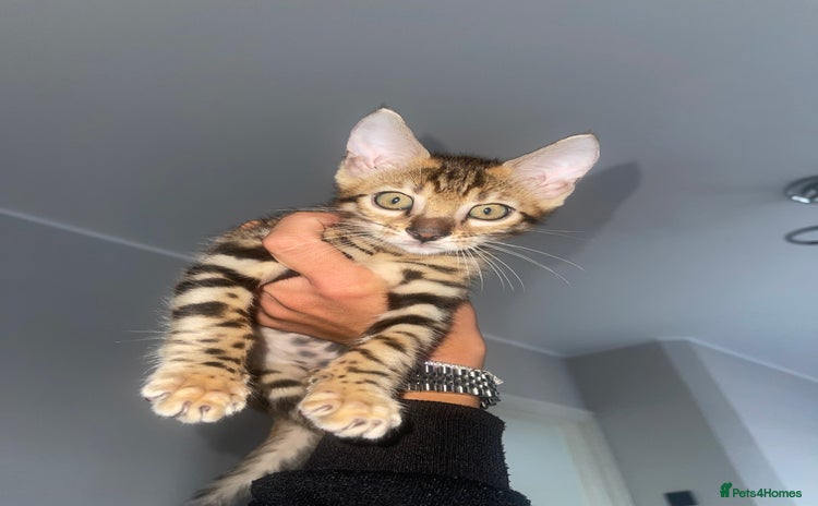 Bengal cats - Advert 2