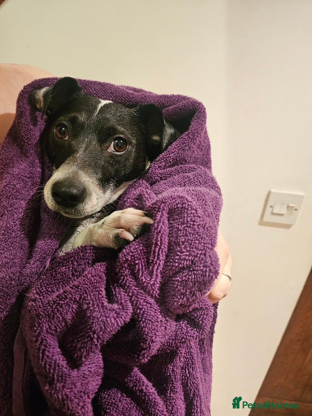 Jack Russell dogs for sale: Poppy - Advert 11