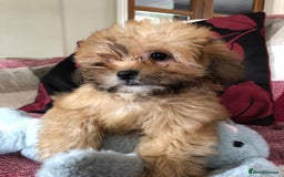 Shihpoo dogs for sale: shihpoo puppies for sale  - Image 4