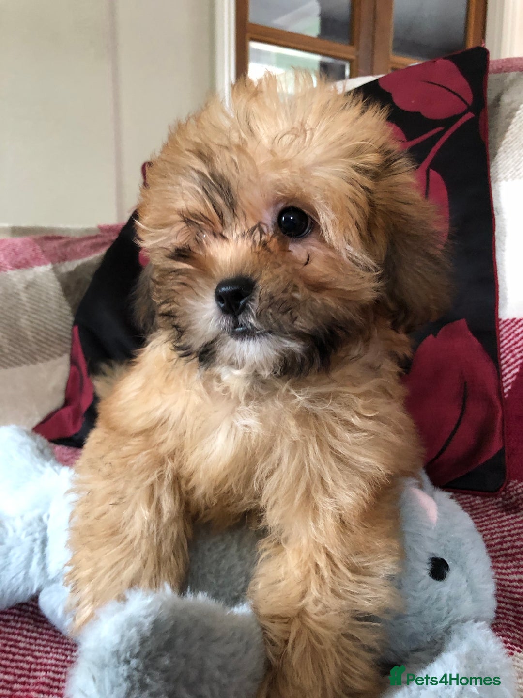 Shihpoo dogs for sale: shihpoo puppies for sale  - Image 4