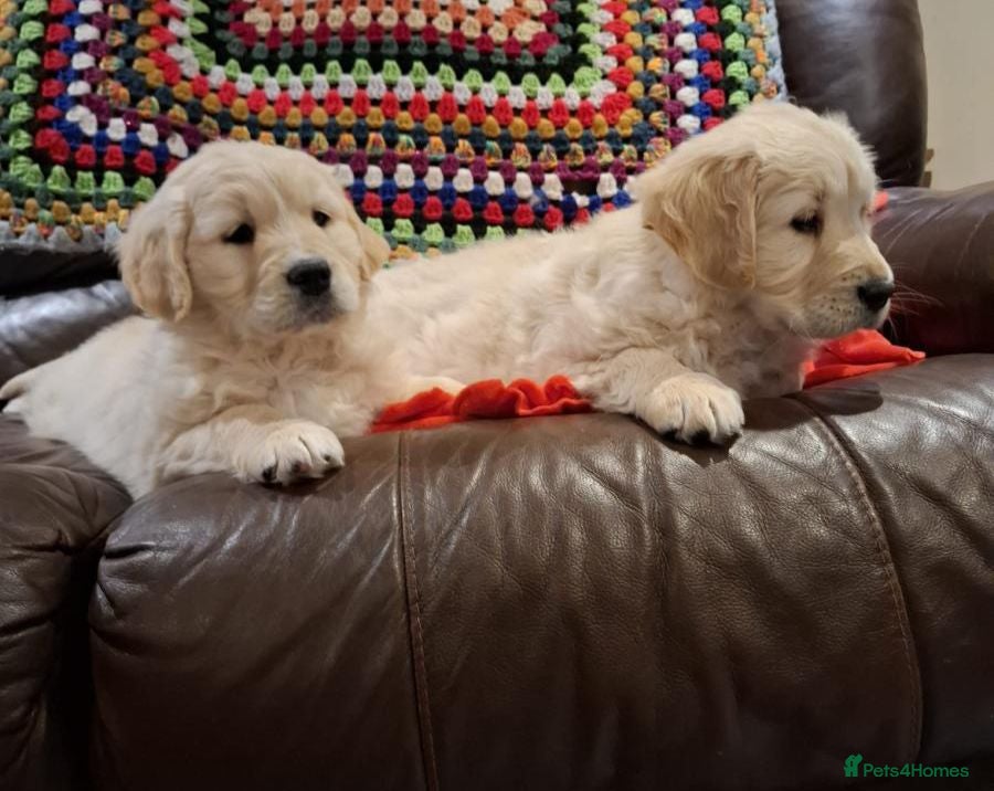 Golden Retriever dogs Beautiful fluffy golden retrievers - Advert 1