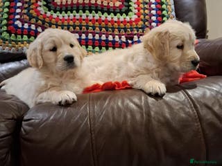 Golden Retriever dogs Beautiful fluffy golden retrievers - Advert 1