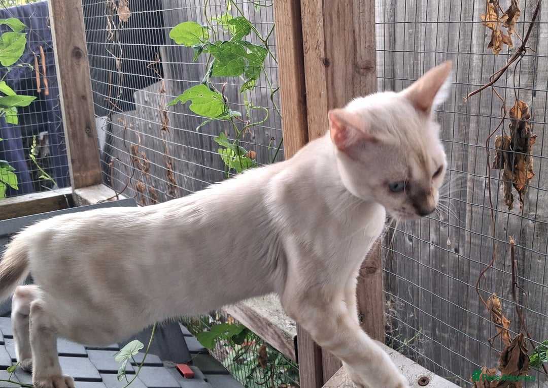 Bengal cats for sale: Pure Bengal kitten in Cheltenham - Image 8