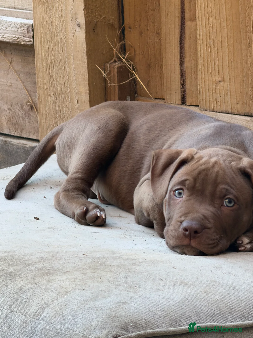 Mixed Breed dogs for sale: Cane corso x staff pups  in Hailsham - Advert 12
