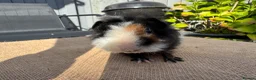 Guinea Pig rodents for sale: Stunning boars - Advert 15