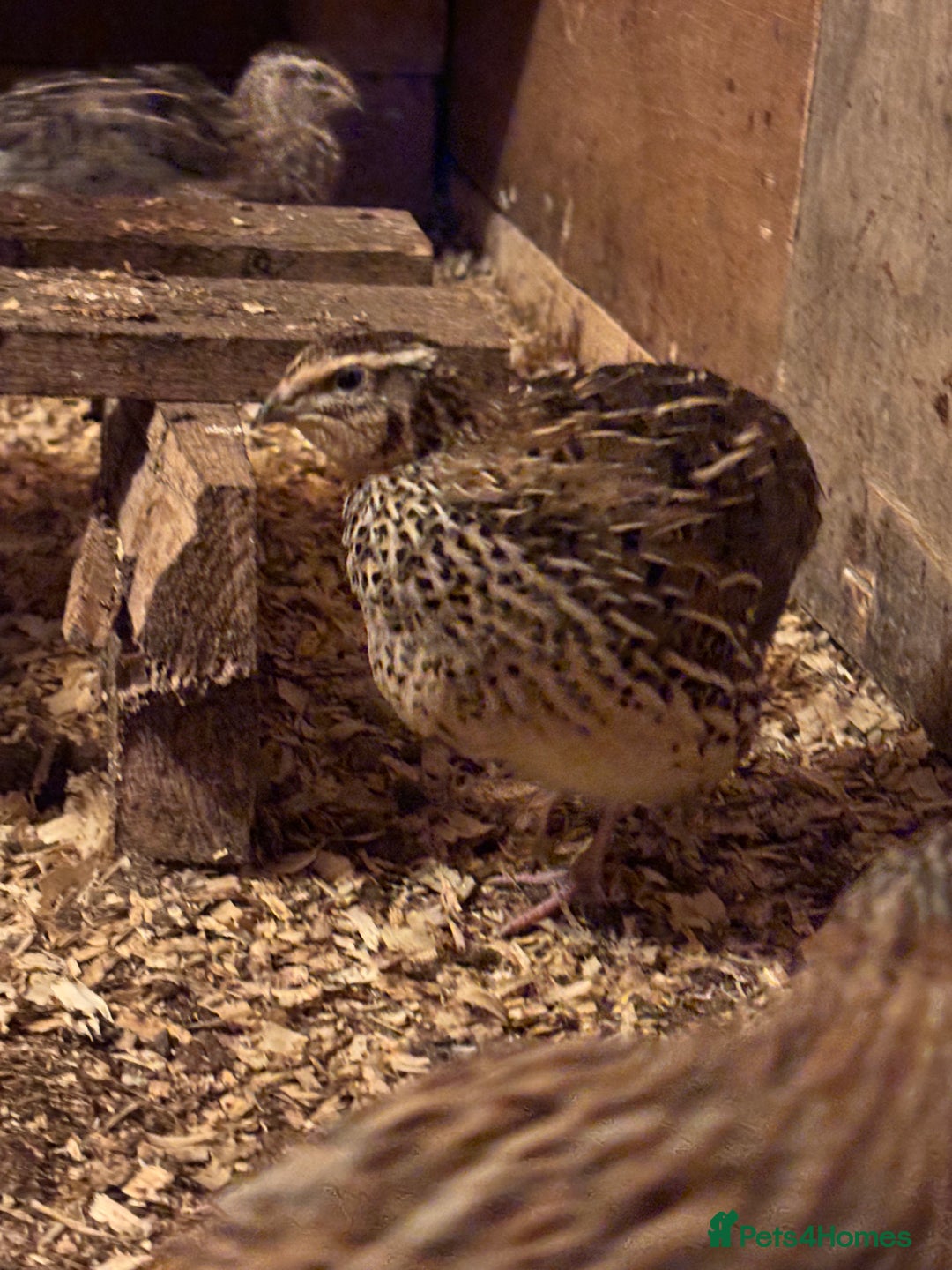 Quail poultry for sale: Quail for sale  - Advert 6