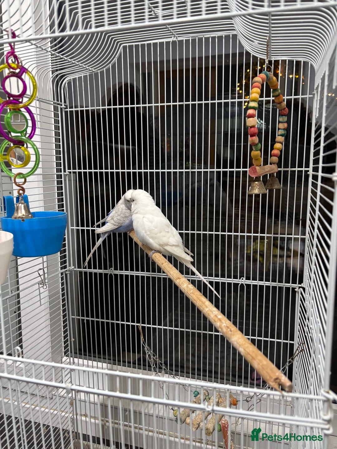 Budgerigars birds for sale: 1 cople with cage  - Advert 2