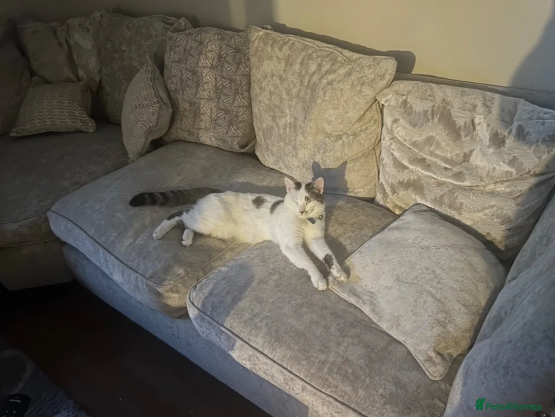 Domestic Shorthair cats for sale: Kittens - Advert 6