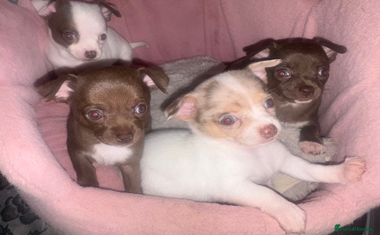 Chihuahua dogs 💕Stunning smooth coat choc chihuahua girl💕 - Advert 12
