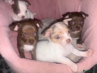 Chihuahua dogs 💕Stunning smooth coat choc chihuahua girl💕 - Advert 12