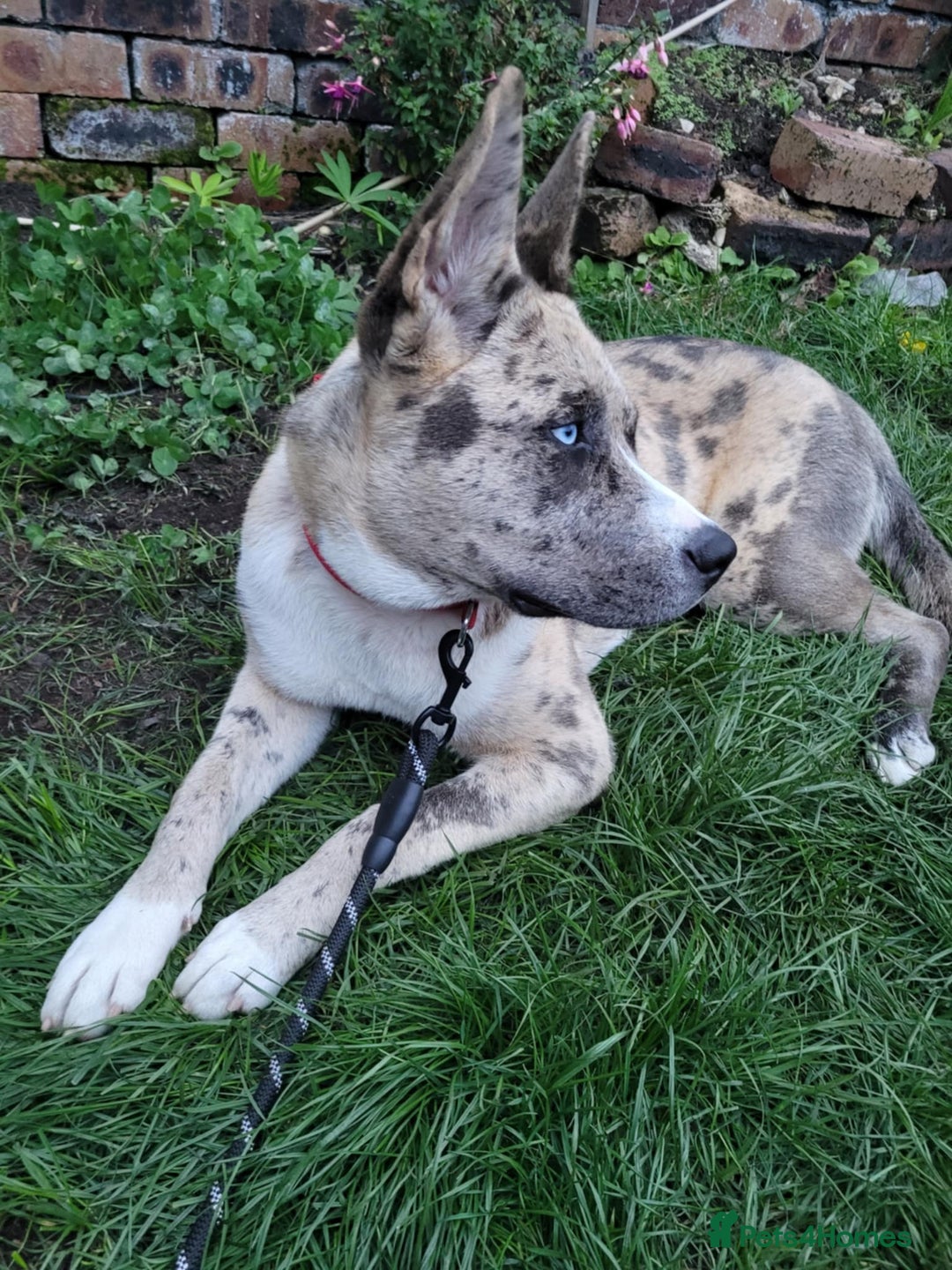 Mixed Breed dogs for sale: Husky cross Staffordshire bull terrier - Image 3