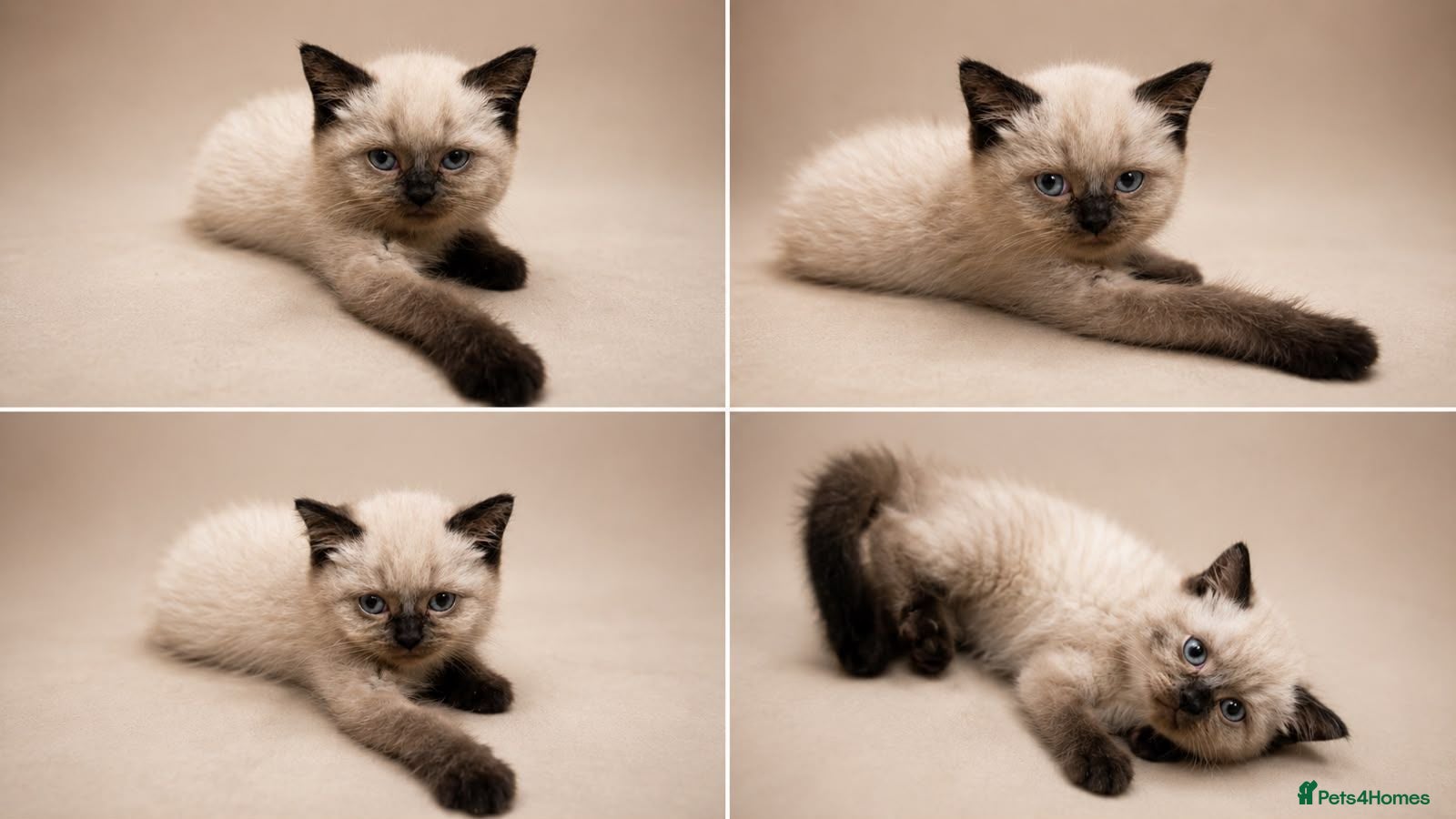 Scottish Fold cats Scottish fold/British  - Advert 4