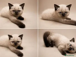 Scottish Fold cats Scottish fold/British - Advert 4