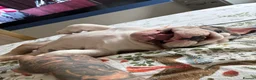 English Bulldog dogs for sale: English bulldog puppy  - Advert 11