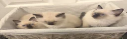 Ragdoll cats for sale: RAGDOLL KITTENS - Advert 5