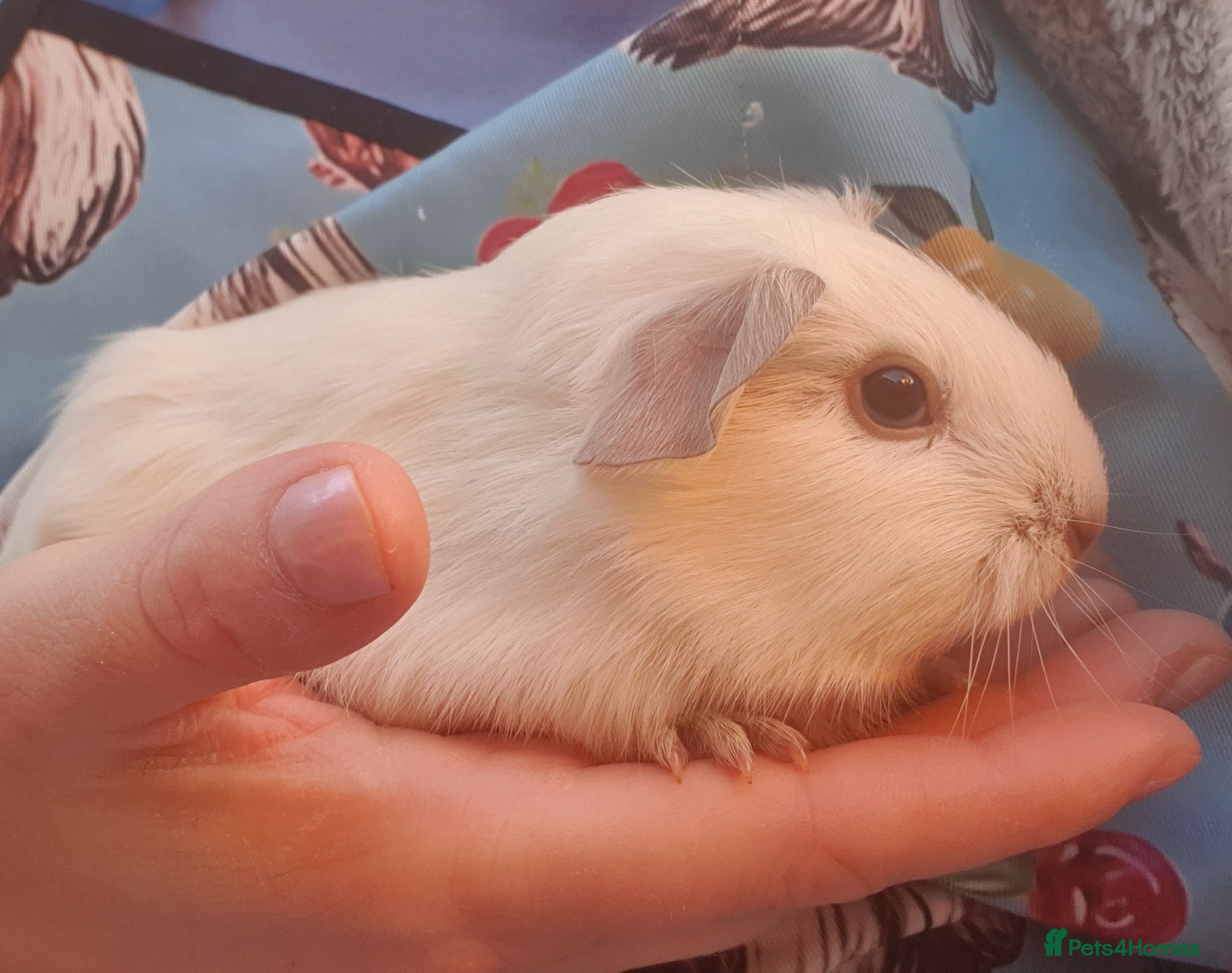 Guinea Pig rodents guinea pigs  - Advert 8