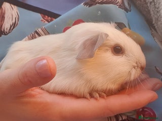 Guinea Pig rodents guinea pigs - Advert 18