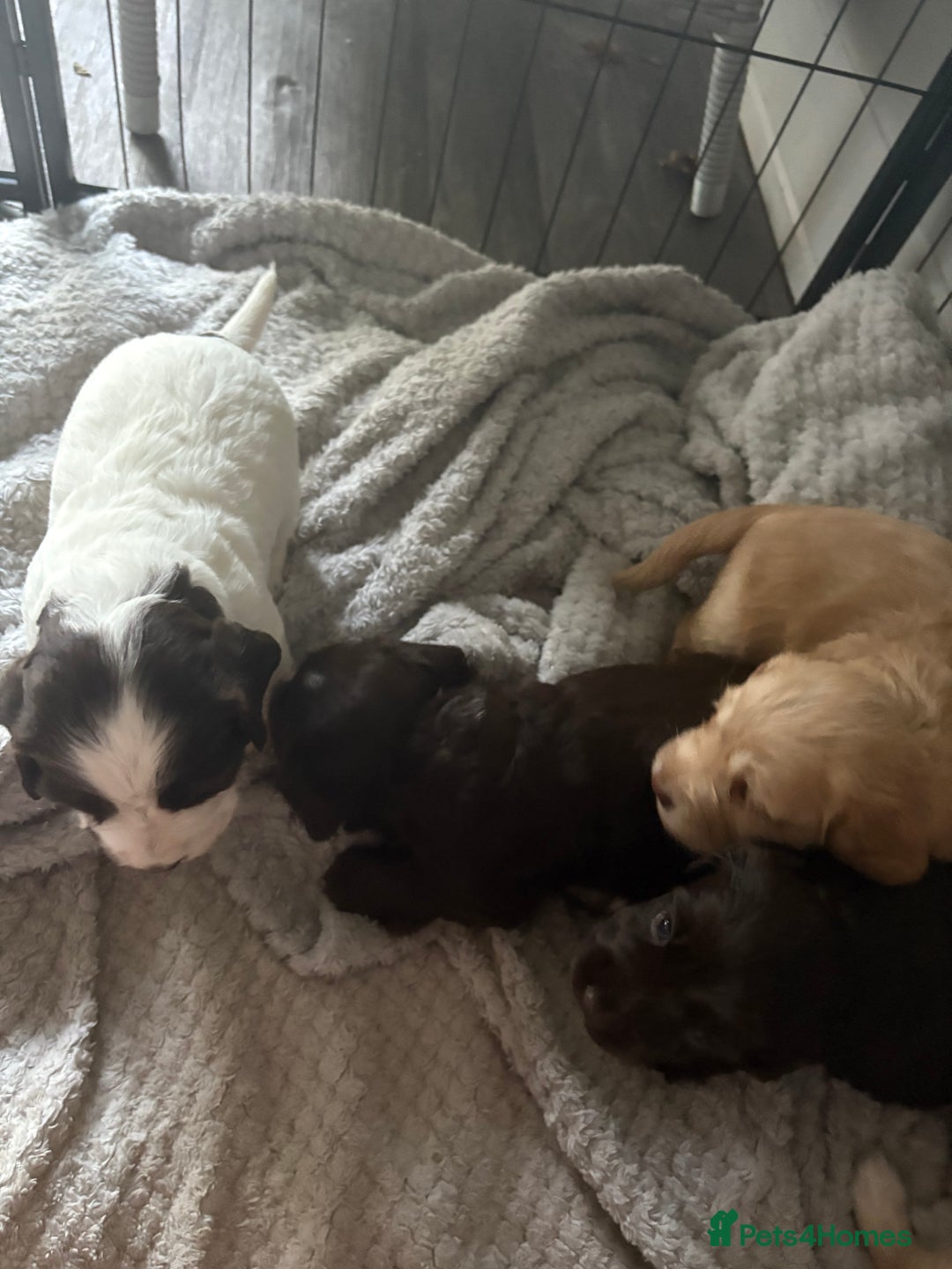 Cocker Spaniel dogs for sale: KC FTCH working cocker spaniel puppy’s  - Image 13