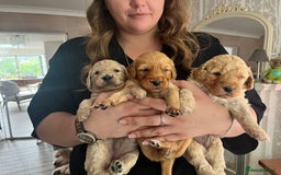 Mixed Breed dogs for sale: Multi generational goldendoodle puppies - Image 4