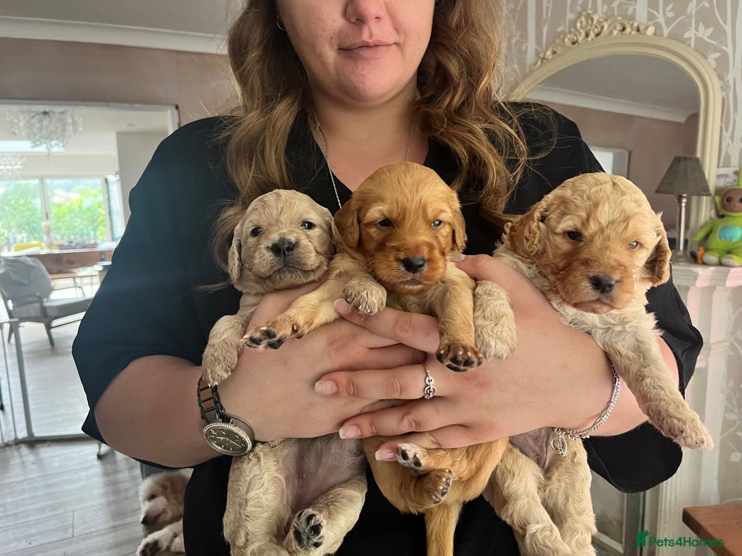 Mixed Breed dogs for sale: Multi generational goldendoodle puppies - Image 4