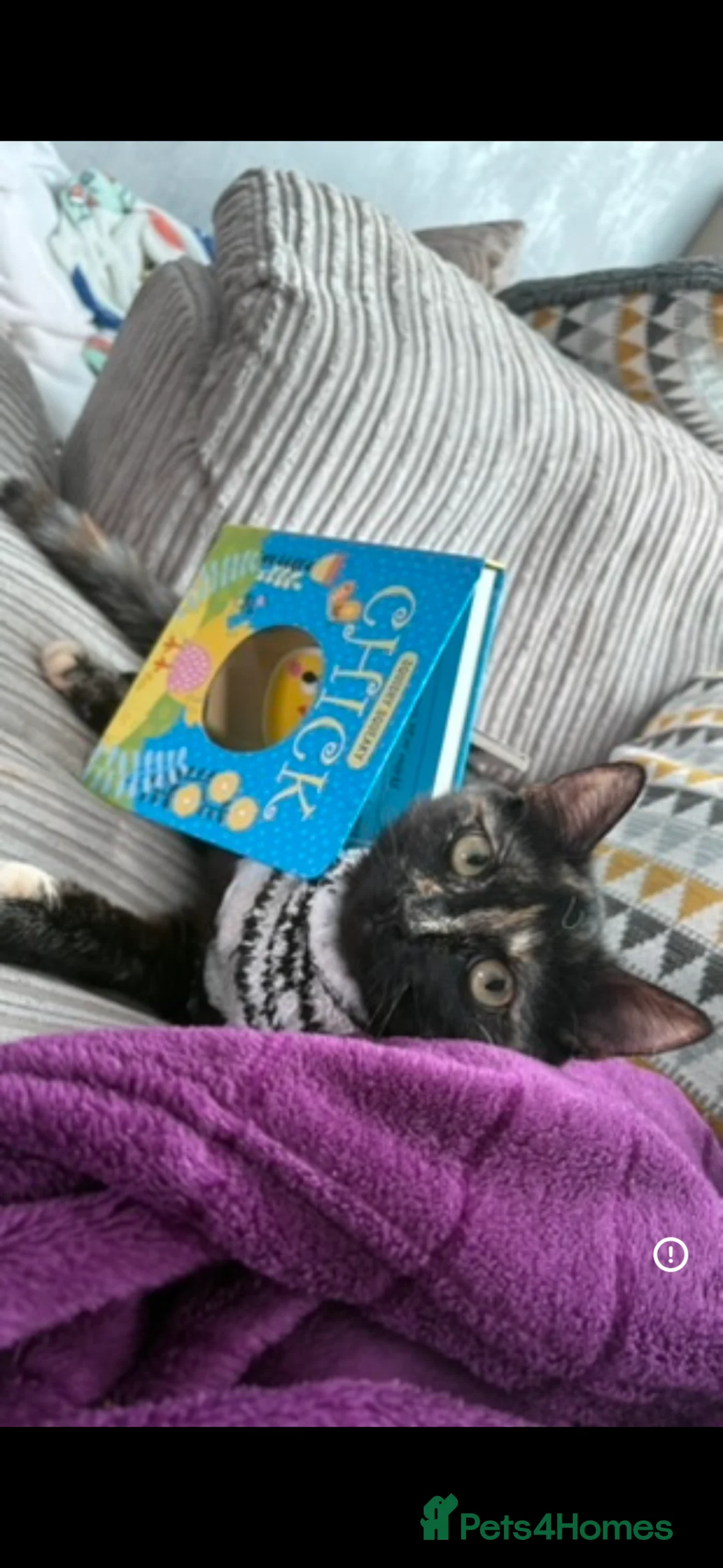 British Shorthair cats for sale: Female Cat for adoption  - Advert 2