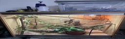 Chameleon reptiles for sale: Veiled Chameleon with Full Setup - Advert 2