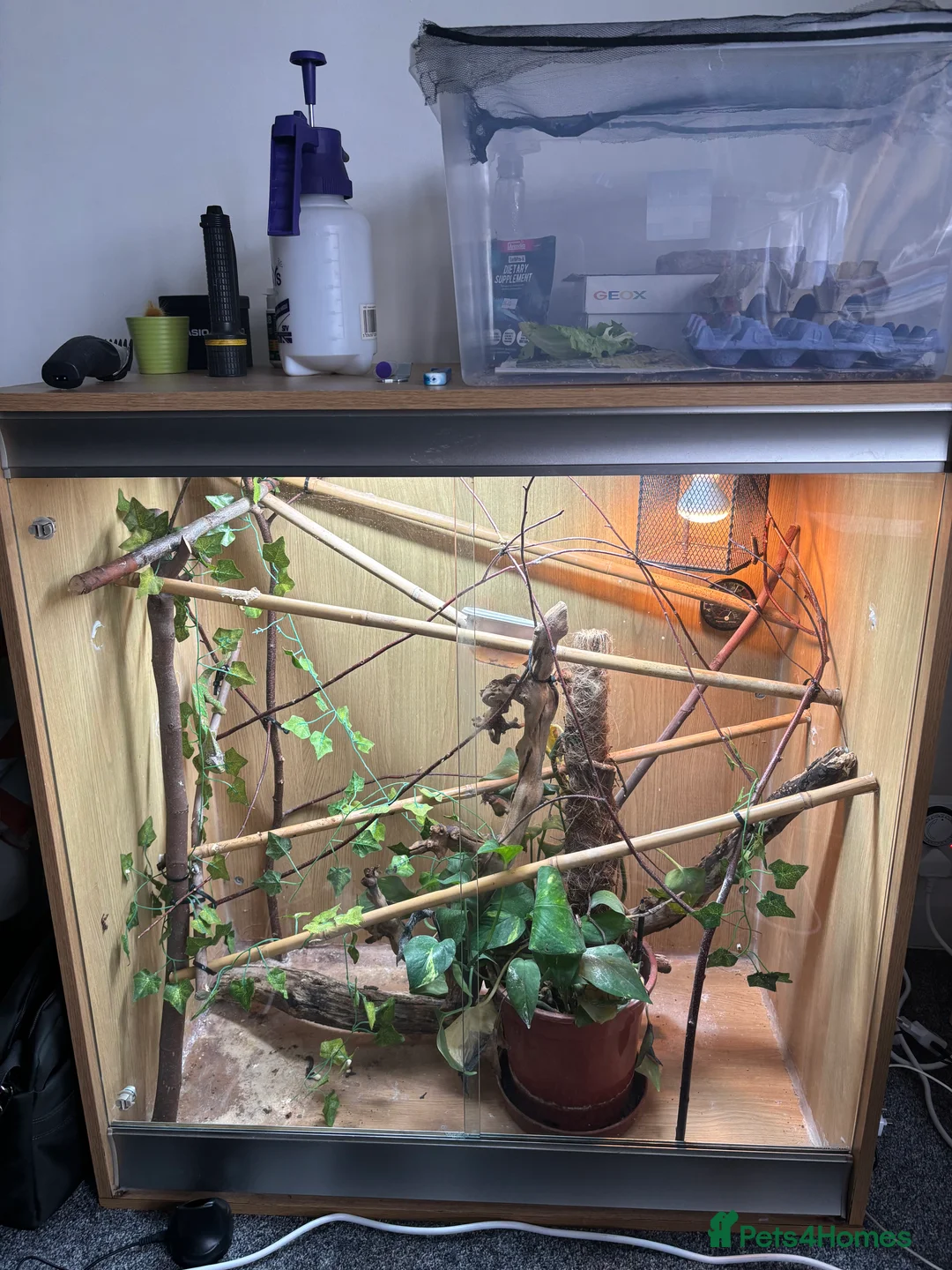 Chameleon reptiles for sale: Veiled Chameleon with Full Setup - Advert 2