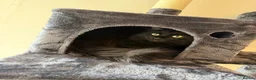Mixed Breed cats for sale: Black cat for sale, half ragdoll half Siberian - Advert 2