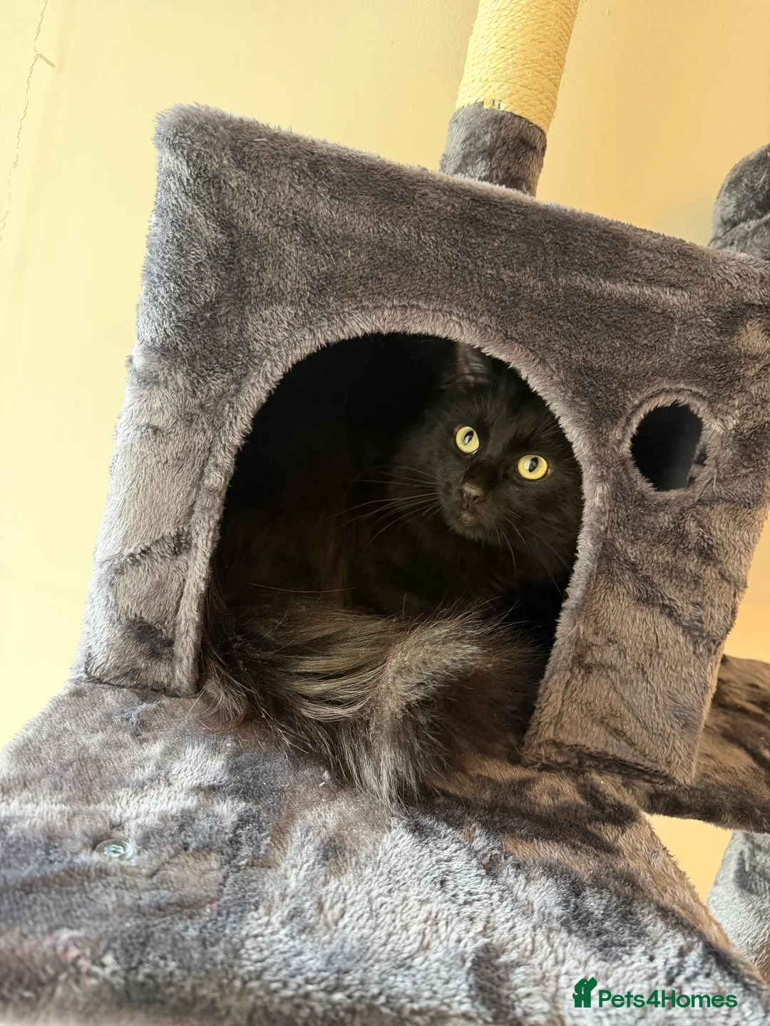 Mixed Breed cats for sale: Black cat for sale, half ragdoll half Siberian - Advert 2