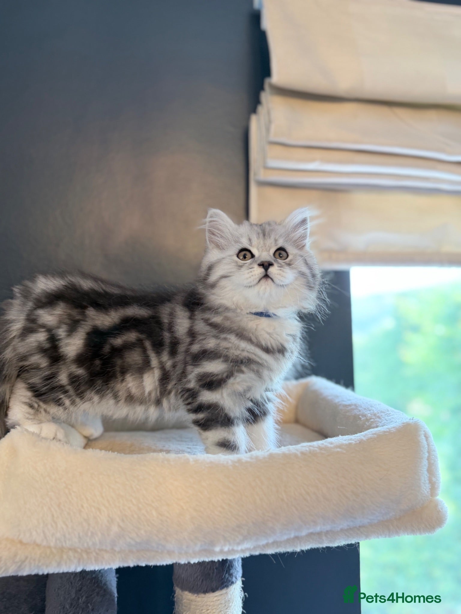 British Longhair cats ONE LEFT!GCCF British Longhair SilverTabby PKDfree - Advert 1