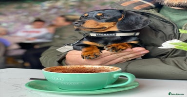 Miniature Dachshund dogs - Advert 9