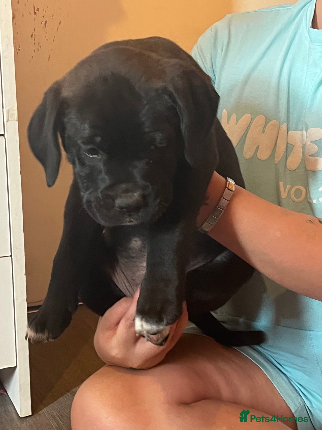 Mixed Breed dogs for sale: 6 beautiful puppies for sale  - Image 5
