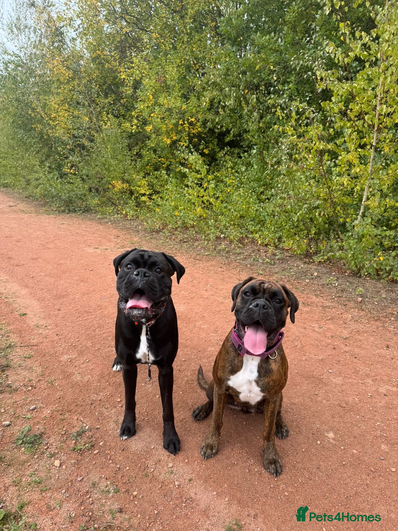 Boxer dogs KC Boxer Puppies  – Waiting List Now Open 🐾 - Advert 2