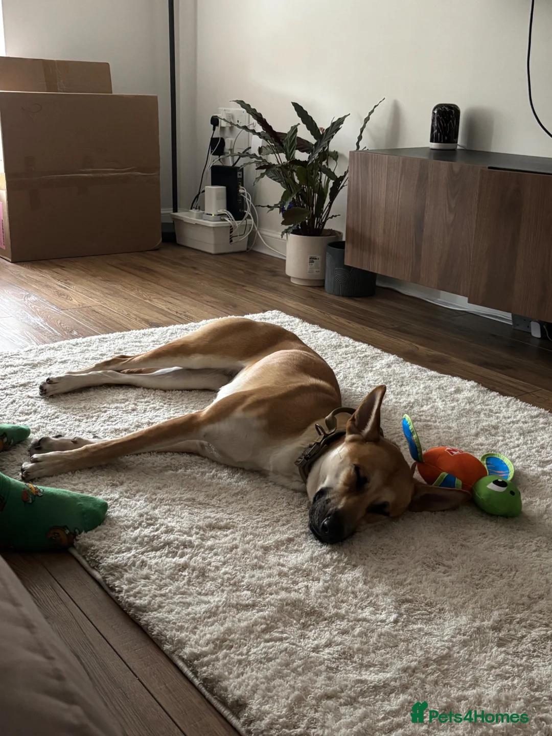 German Shepherd dogs for sale: Beautiful German Shepherd  - Advert 3