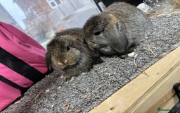 Mini Lop rabbits for sale: Multiple Litters of BRC rung baby Minilops  - Advert 7
