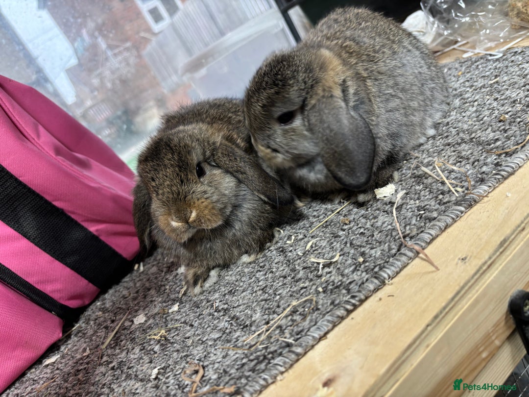 Mini Lop rabbits for sale: Multiple Litters of BRC rung baby Minilops  - Advert 7