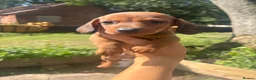 Dachshund dogs for sale: Beautiful Dachshund Boys! - Advert 5