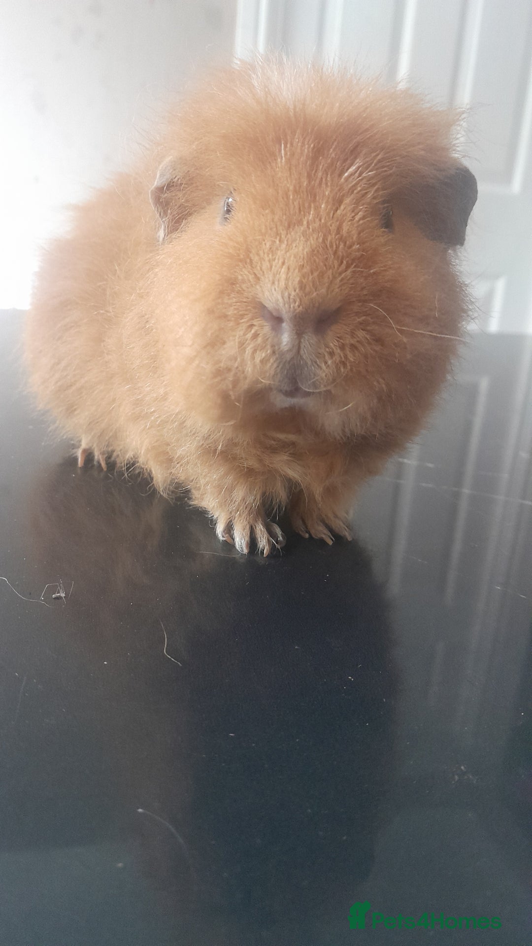 Guinea Pig rodents for sale: 2 male guinea pigs for sale   - Image 2