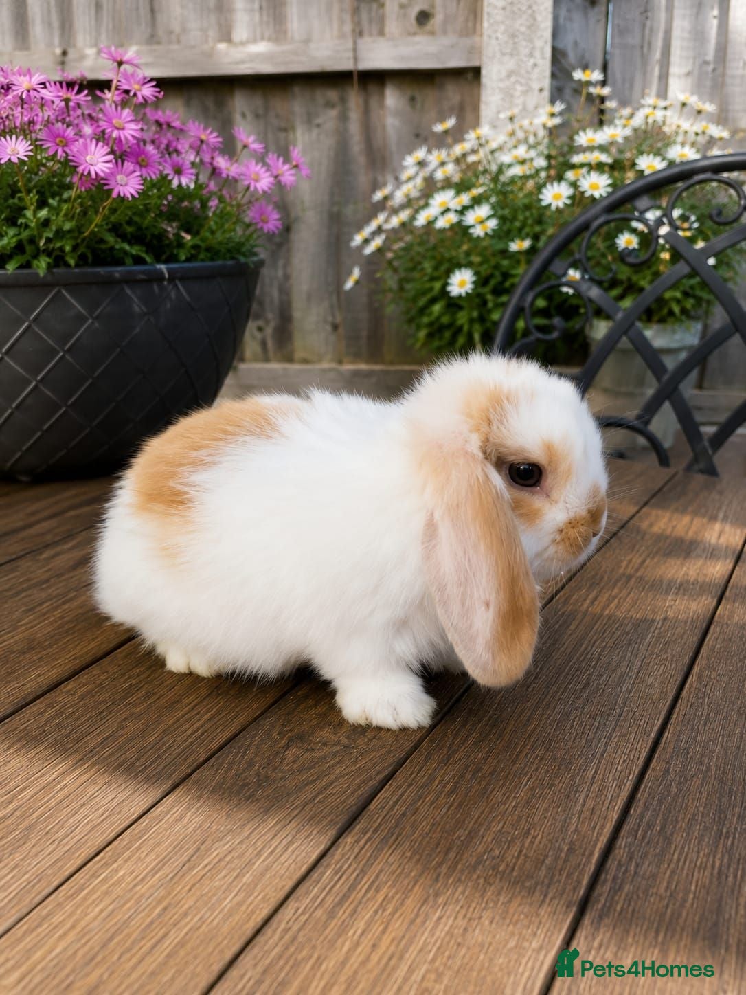Mini Lop rabbits Minilop bunnies  - Advert 2