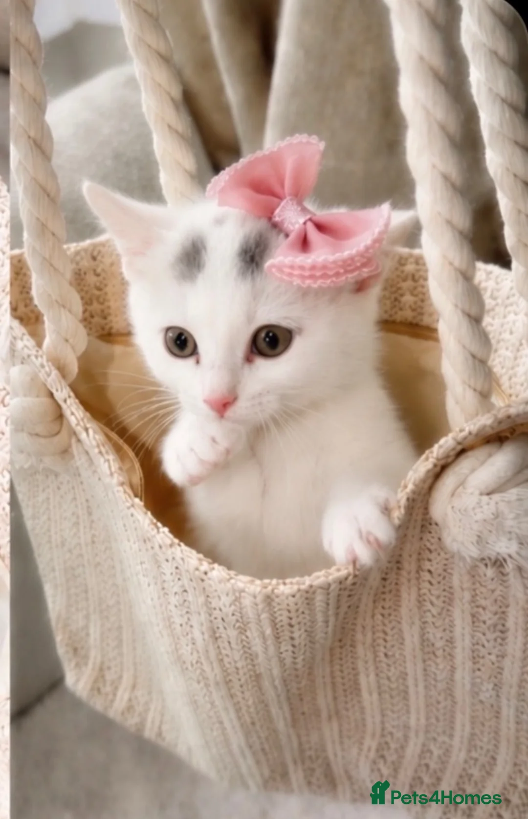 Mixed Breed cats for sale: Beautiful tabby kitten- 13 weeks old  - Advert 1