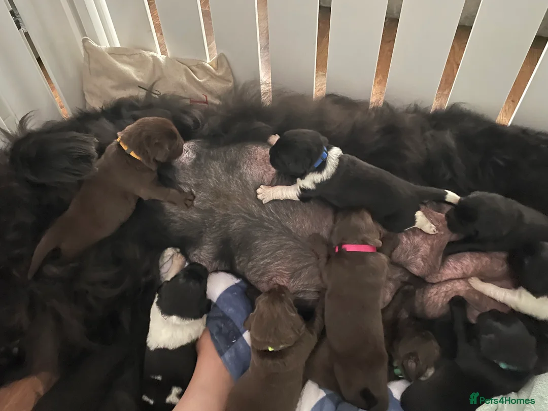 Newfoundland dogs for stud: KC REGISTERED NEWFOUNDLAND STUD HEALTH TESTED  in Basildon - Advert 23