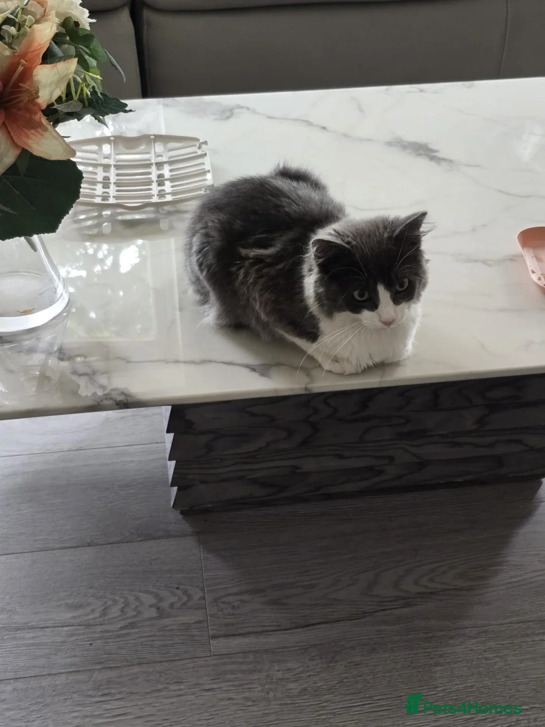 Mixed Breed cats for sale: Two kittens in Uxbridge - Advert 2