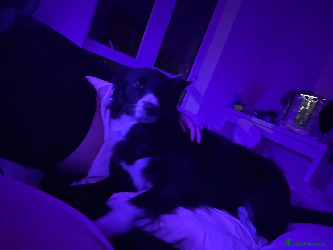 Border Collie dogs for sale: Rosie in Stafford - Advert 2