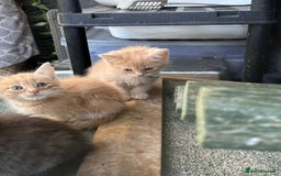 Maine Coon cats for sale: Mainecoon x  - Image 2