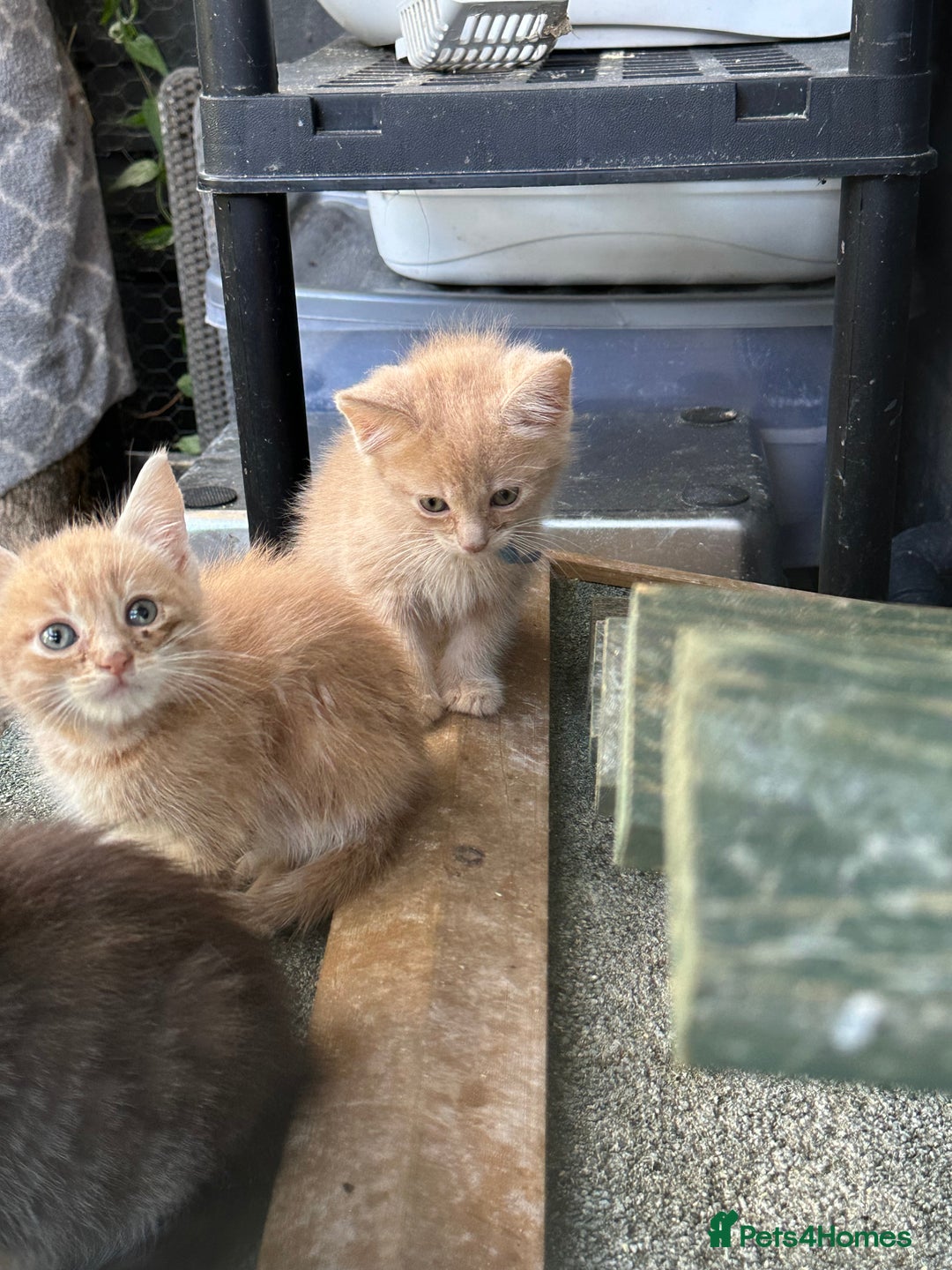 Maine Coon cats for sale: Mainecoon x  - Image 2